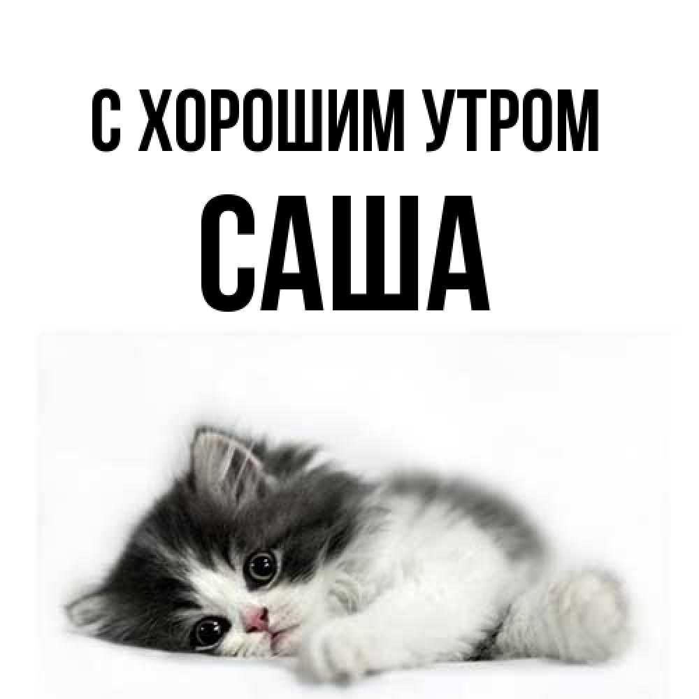 Открытка на каждый день с именем, Саша С хорошим утром кот лапки Прикольная открытка с пожеланием онлайн скачать бесплатно 
