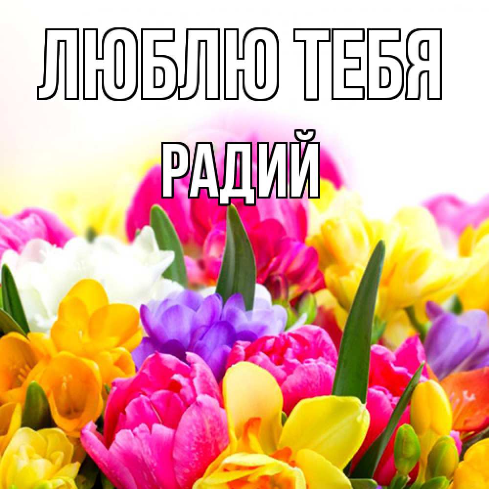 Открытка на каждый день с именем, Радий Люблю тебя тюльпаны Прикольная открытка с пожеланием онлайн скачать бесплатно 