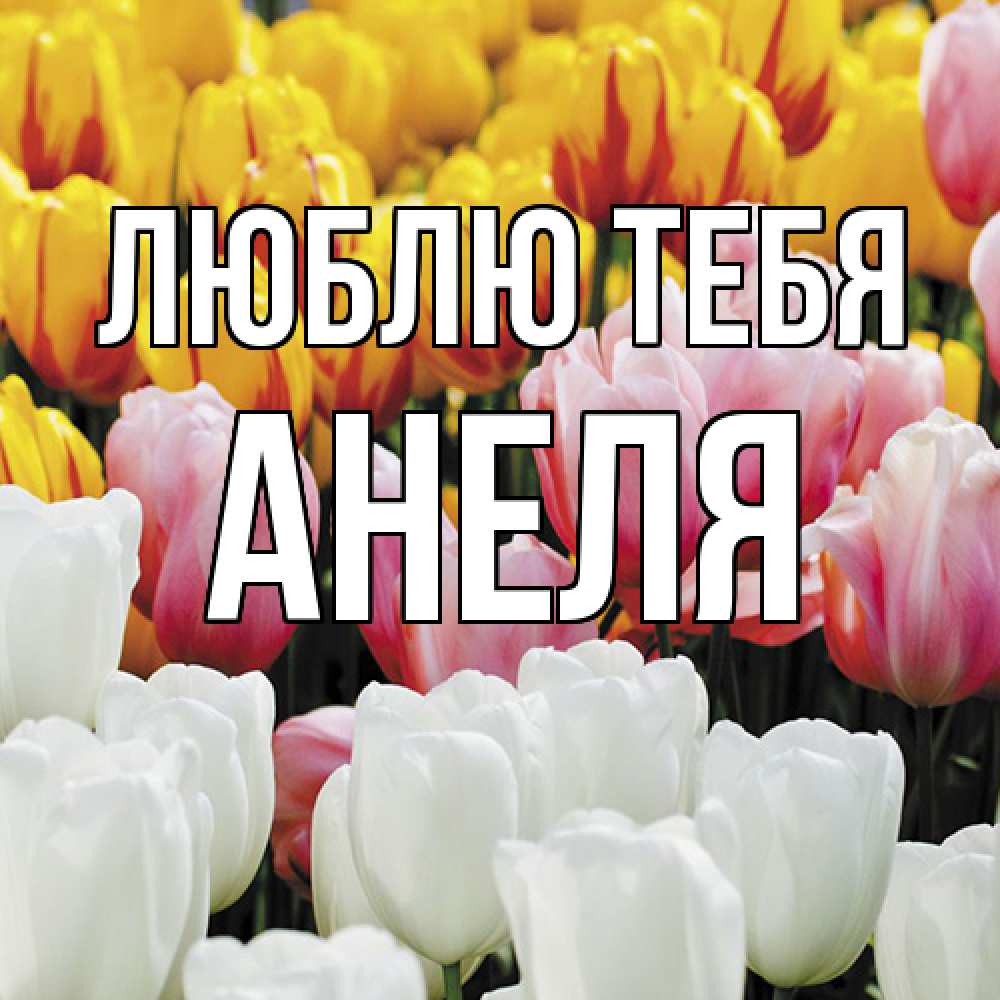 Открытка на каждый день с именем, Анеля Люблю тебя разноцветные цветы Прикольная открытка с пожеланием онлайн скачать бесплатно 