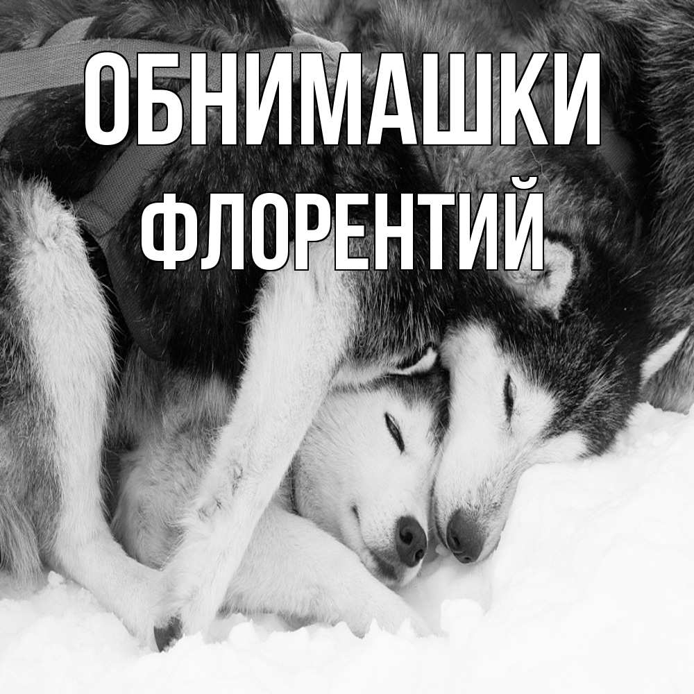 Открытка на каждый день с именем, Флорентий Обнимашки собачки в упряжке Прикольная открытка с пожеланием онлайн скачать бесплатно 