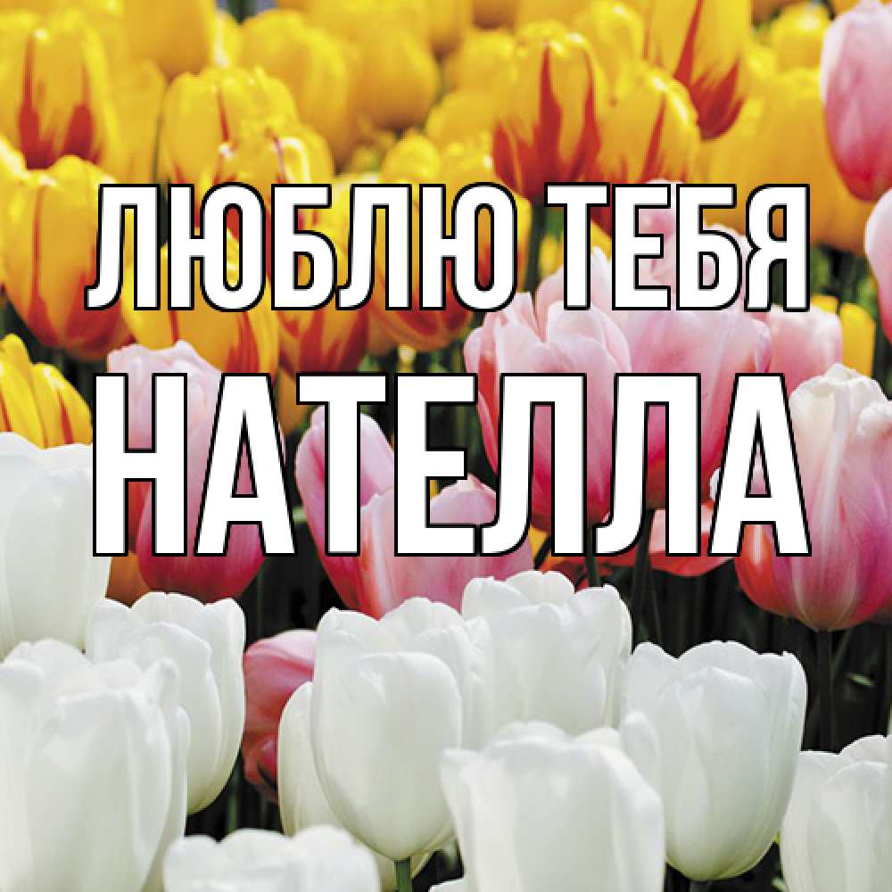 Открытка на каждый день с именем, Нателла Люблю тебя разноцветные цветы Прикольная открытка с пожеланием онлайн скачать бесплатно 