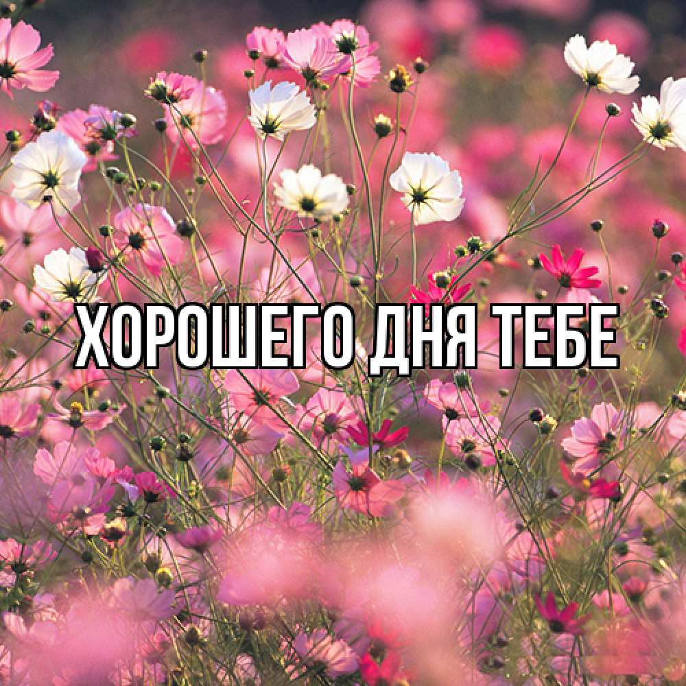 Открытка на каждый день с именем, Густав Люблю тебя красиво 1 Прикольная открытка с пожеланием онлайн скачать бесплатно 