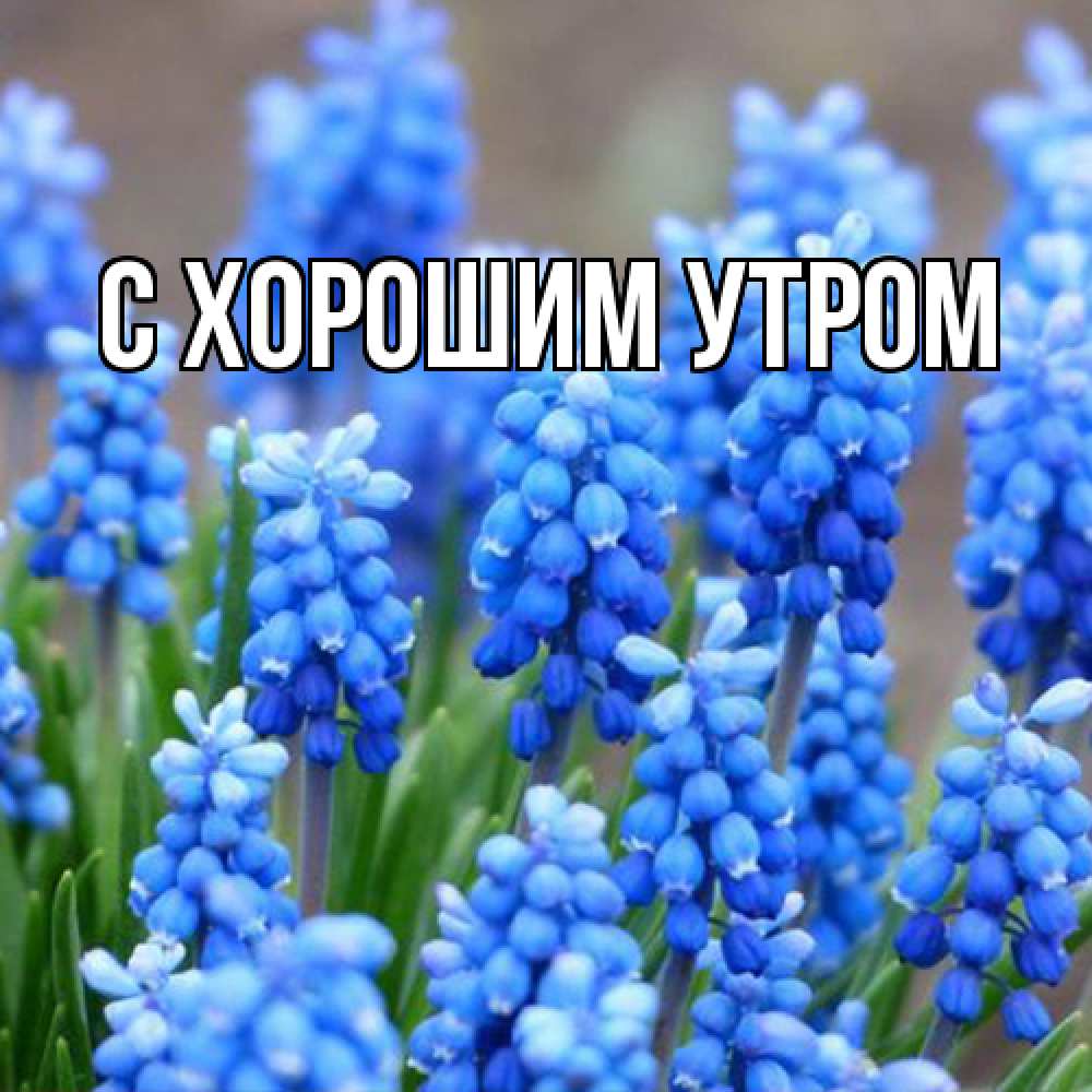 Открытка на каждый день с именем, Лёня Люблю тебя Поздравительная открытка для женщин с цветами на праздничную дату Прикольная открытка с пожеланием онлайн скачать бесплатно 