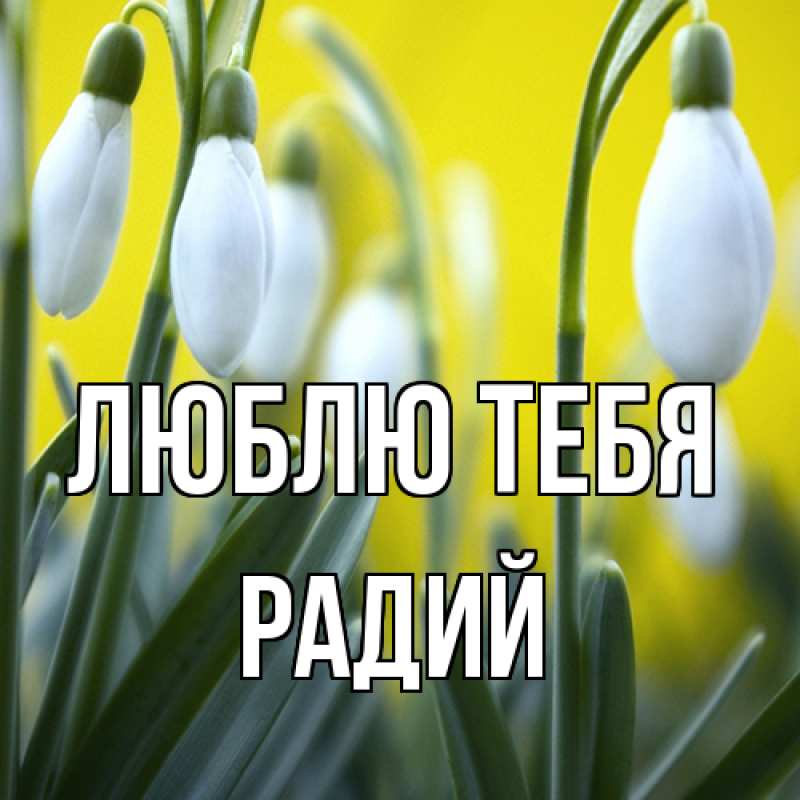 Картинка Люблю тебя, Радий
