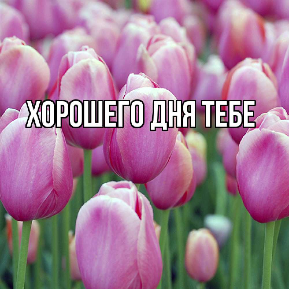 Открытка на каждый день с именем, Измаил Люблю тебя на международный женский день 3 Прикольная открытка с пожеланием онлайн скачать бесплатно 