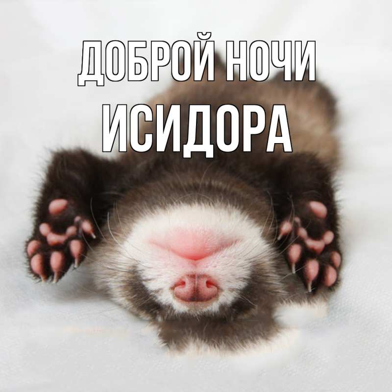 Картинка Доброй ночи, Исидора