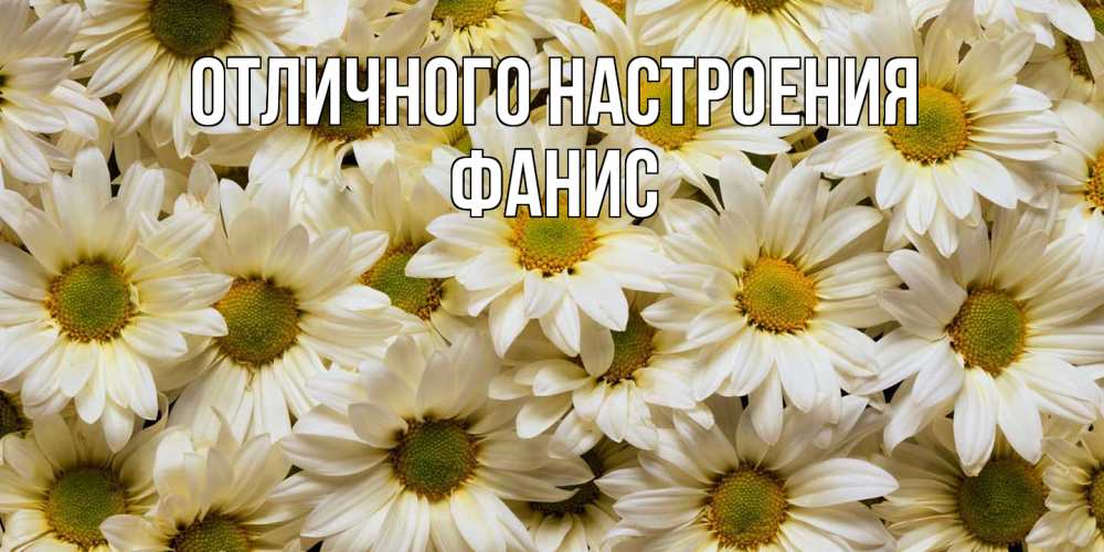 Открытка на каждый день с именем, Фанис Отличного настроения крупные ромашки Прикольная открытка с пожеланием онлайн скачать бесплатно 