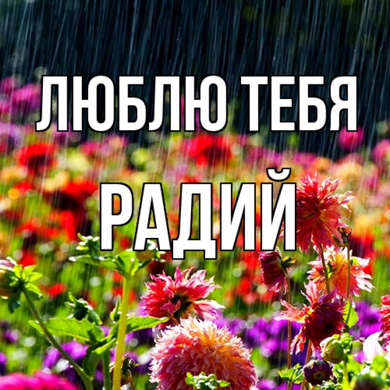Картинка Люблю тебя, Радий