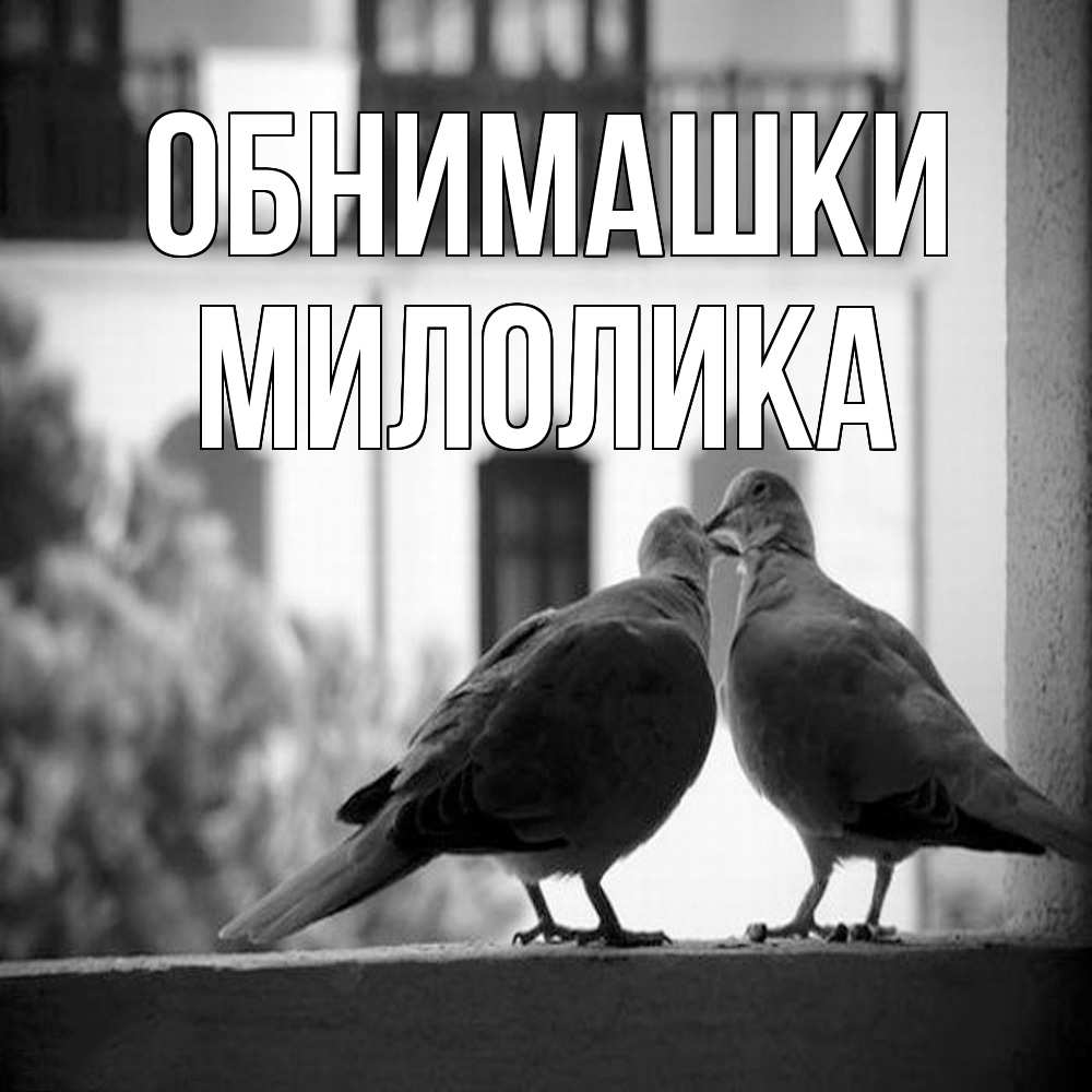 Открытка на каждый день с именем, Милолика Обнимашки птицы на подоконнике Прикольная открытка с пожеланием онлайн скачать бесплатно 