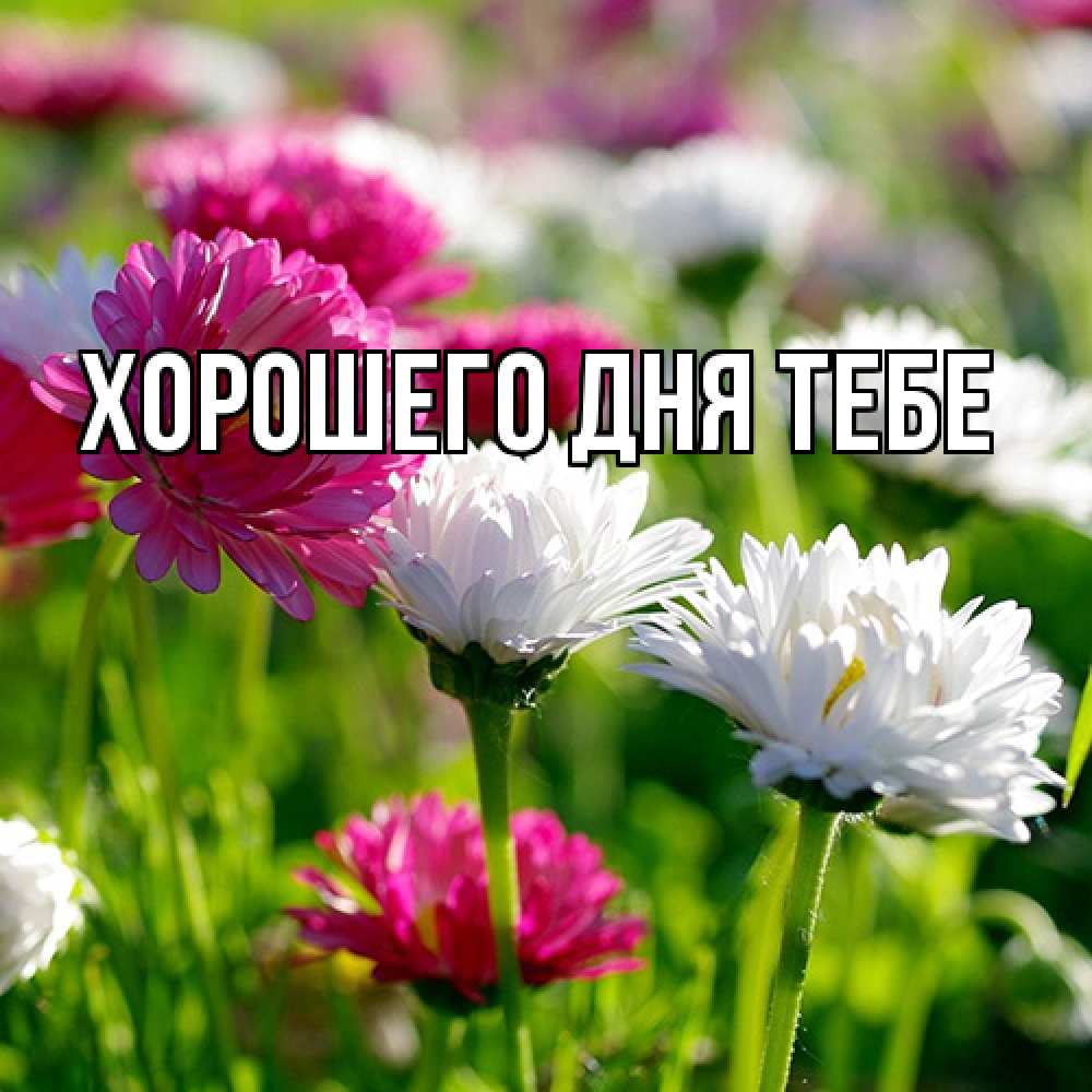 Открытка на каждый день с именем, Гастон Люблю тебя международный женский день 1 Прикольная открытка с пожеланием онлайн скачать бесплатно 