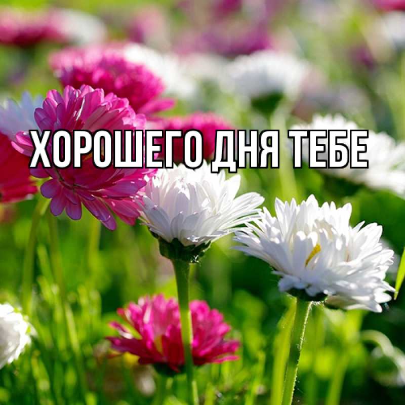 Картинка Люблю тебя, Гастон