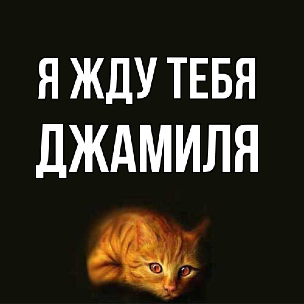 Открытка на каждый день с именем, Джамиля Я жду тебя рыжий Прикольная открытка с пожеланием онлайн скачать бесплатно 