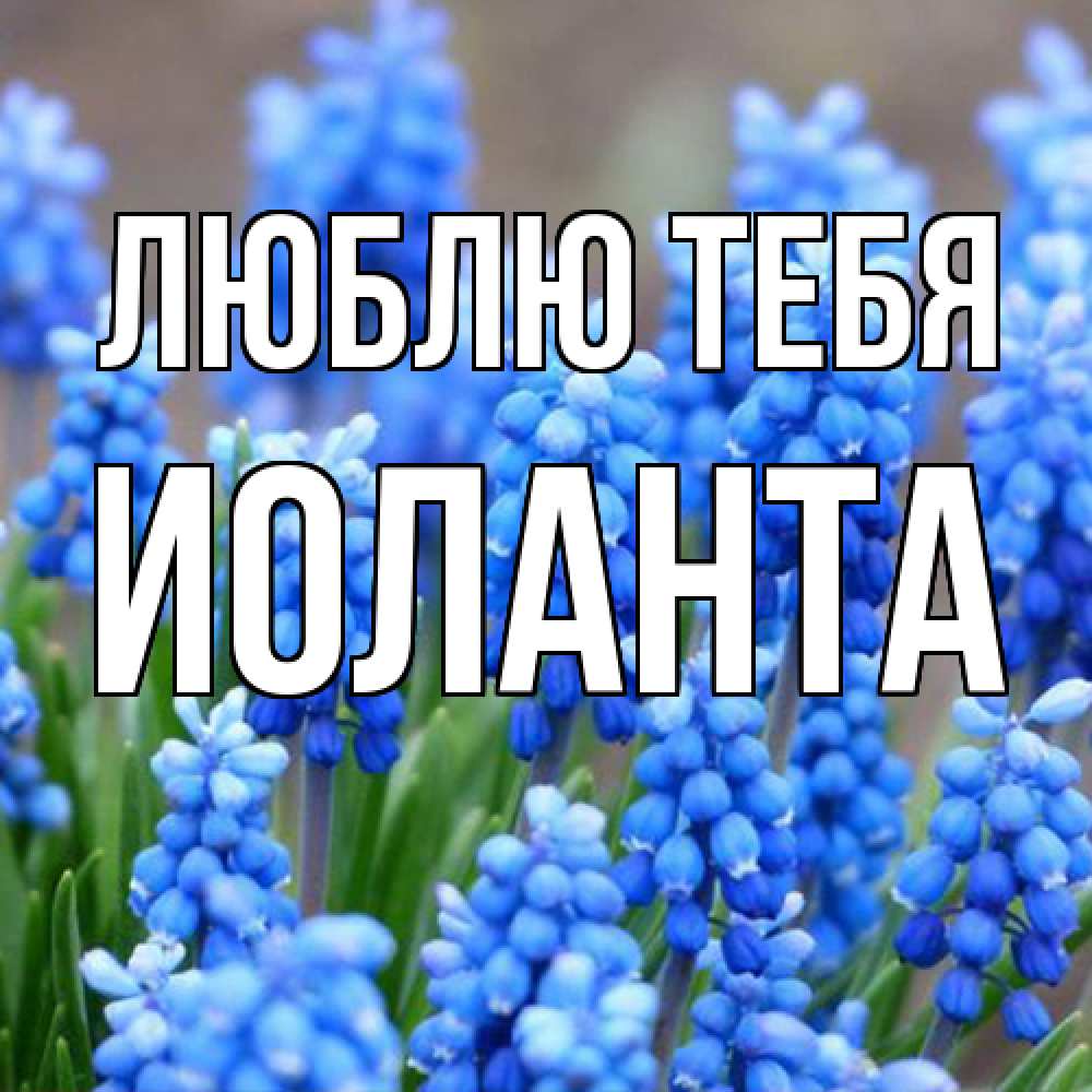 Открытка на каждый день с именем, Иоланта Люблю тебя Поздравительная открытка для женщин с цветами на праздничную дату Прикольная открытка с пожеланием онлайн скачать бесплатно 