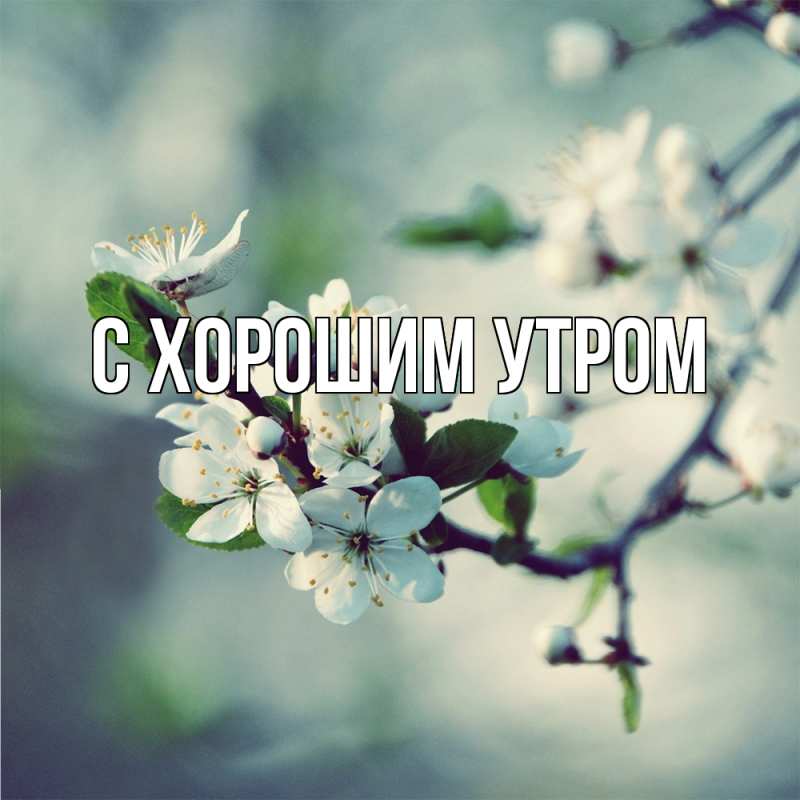 Картинка Скучашки, Дилара