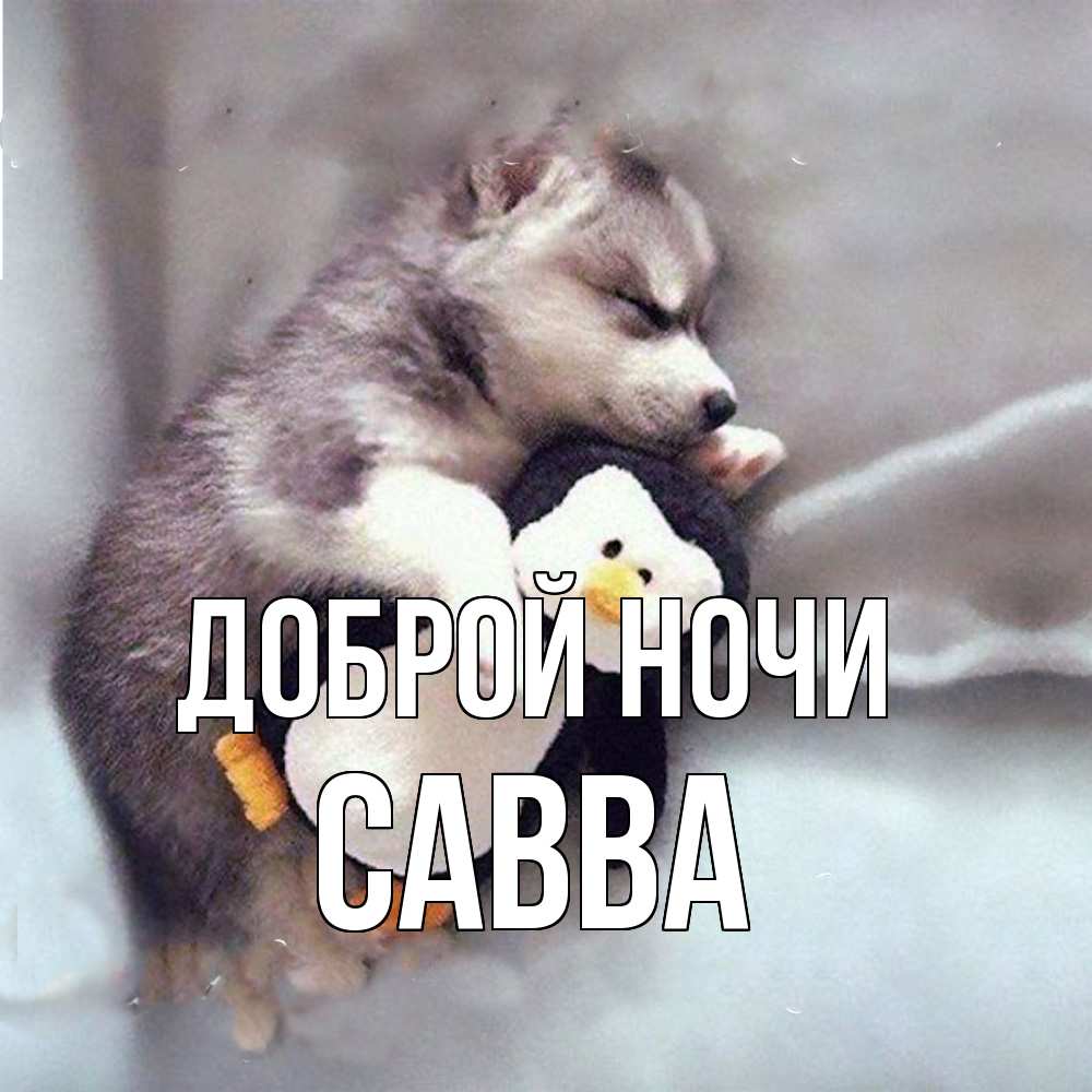 Открытка на каждый день с именем, Савва Доброй ночи обнимашки щенка и пингвина Прикольная открытка с пожеланием онлайн скачать бесплатно 