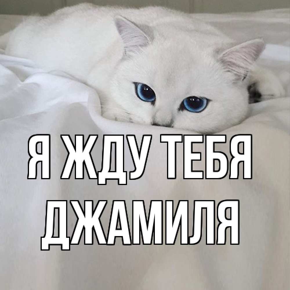 Открытка на каждый день с именем, Джамиля Я жду тебя я очень по тебе скучаю и тоскую Прикольная открытка с пожеланием онлайн скачать бесплатно 