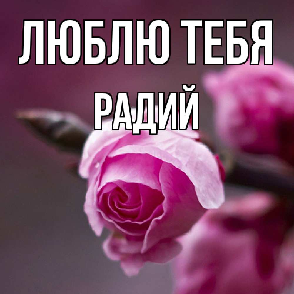 Открытка на каждый день с именем, Радий Люблю тебя весна Прикольная открытка с пожеланием онлайн скачать бесплатно 