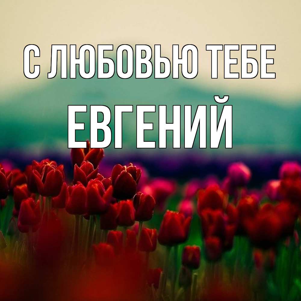 Открытка на каждый день с именем, Евгений С любовью тебе тюльпаны 4 Прикольная открытка с пожеланием онлайн скачать бесплатно 