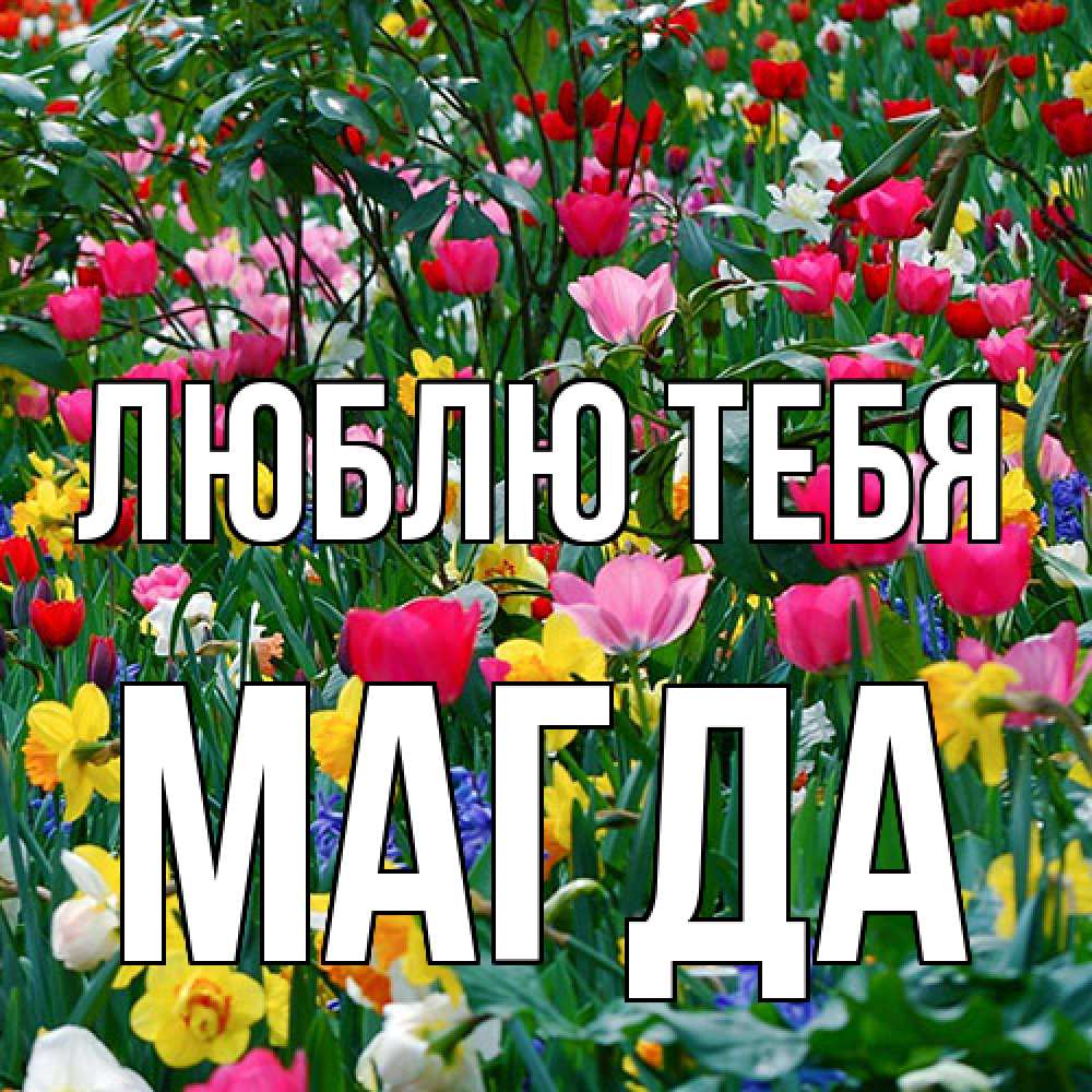 Открытка на каждый день с именем, Магда Люблю тебя с международным женским днем поздравления для женщины Прикольная открытка с пожеланием онлайн скачать бесплатно 