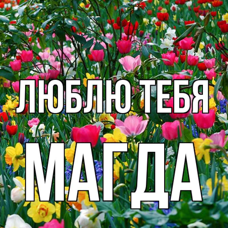 Картинка Люблю тебя, Магда