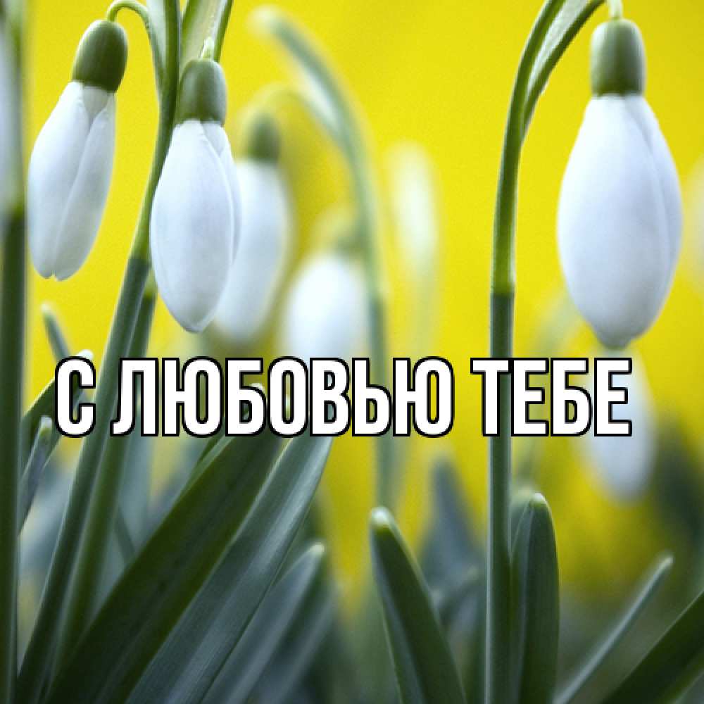 Открытка на каждый день с именем, Аза Люблю тебя весенние цветы Прикольная открытка с пожеланием онлайн скачать бесплатно 