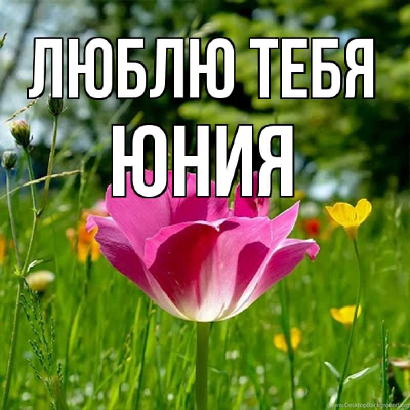 Картинка Люблю тебя, Юния