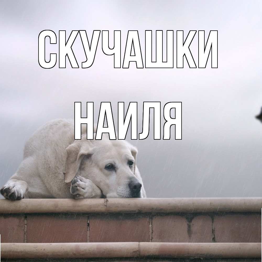 Открытка на каждый день с именем, Наиля Скучашки ждет Прикольная открытка с пожеланием онлайн скачать бесплатно 