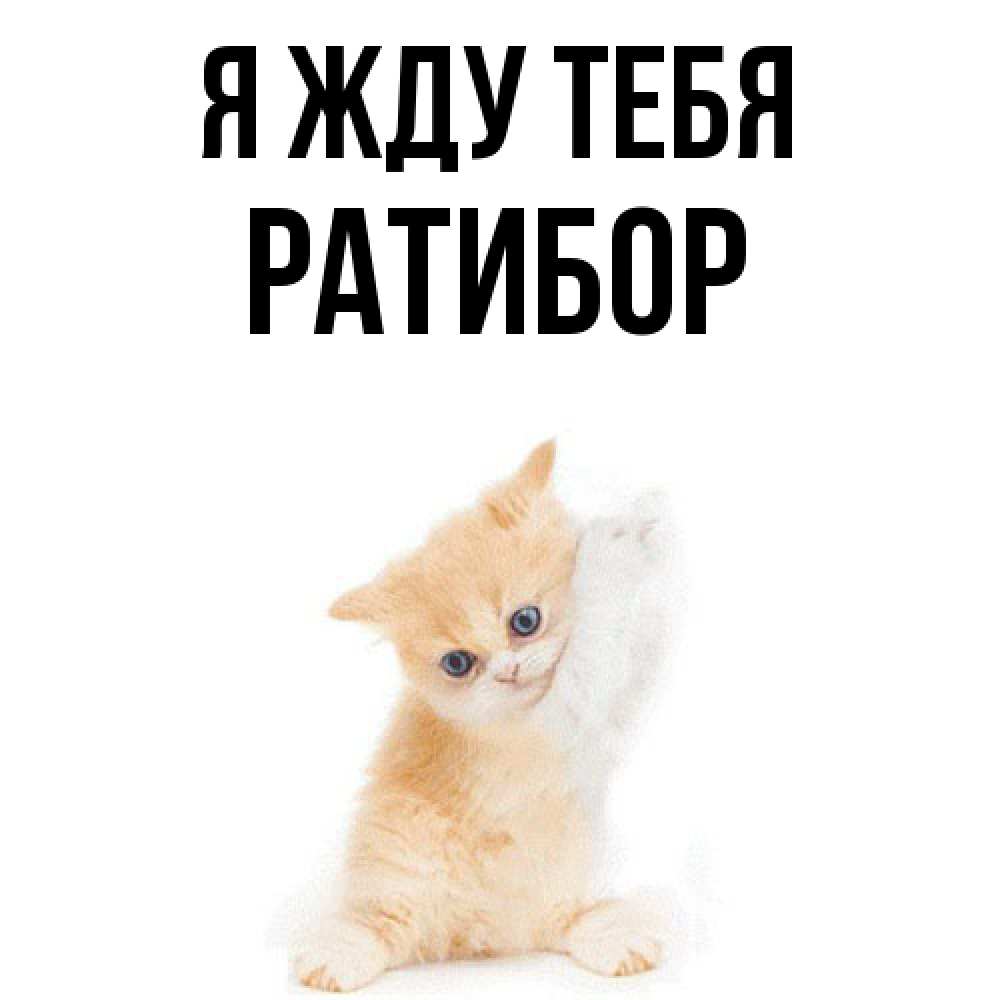 Открытка на каждый день с именем, Ратибор Я жду тебя зверушки и милота Прикольная открытка с пожеланием онлайн скачать бесплатно 