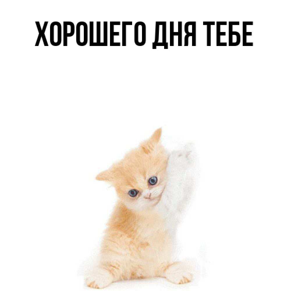 Открытка на каждый день с именем, Теодор Я жду тебя зверушки и милота Прикольная открытка с пожеланием онлайн скачать бесплатно 