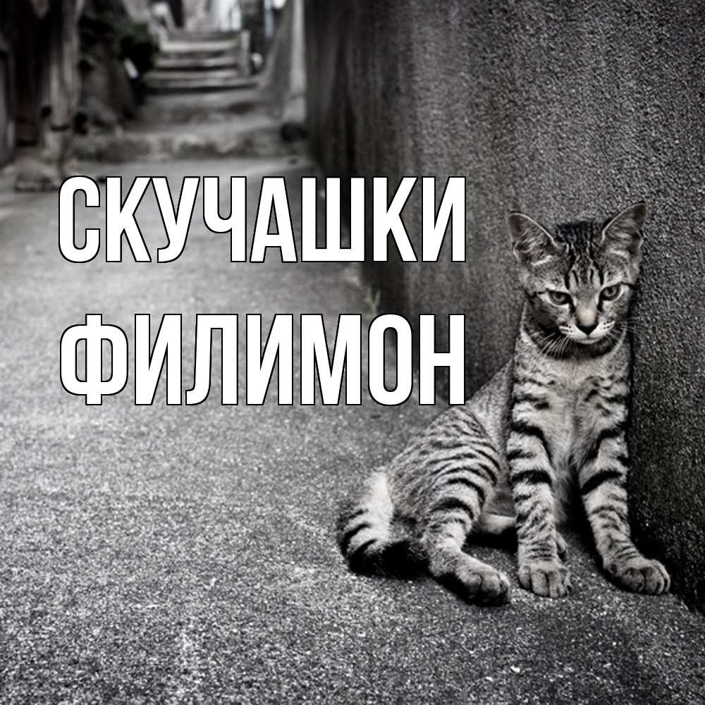 Открытка на каждый день с именем, Филимон Скучашки одиноко котику Прикольная открытка с пожеланием онлайн скачать бесплатно 