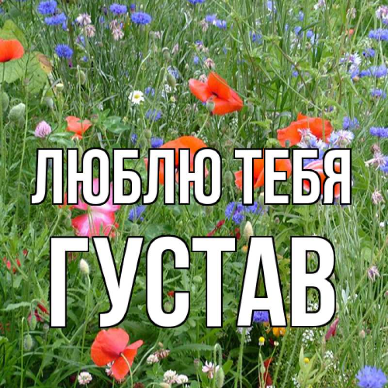 Картинка Люблю тебя, Густав