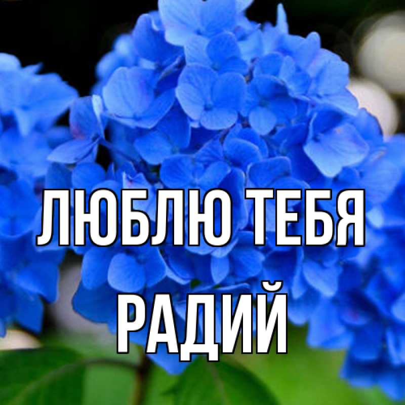 Картинка Люблю тебя, Радий