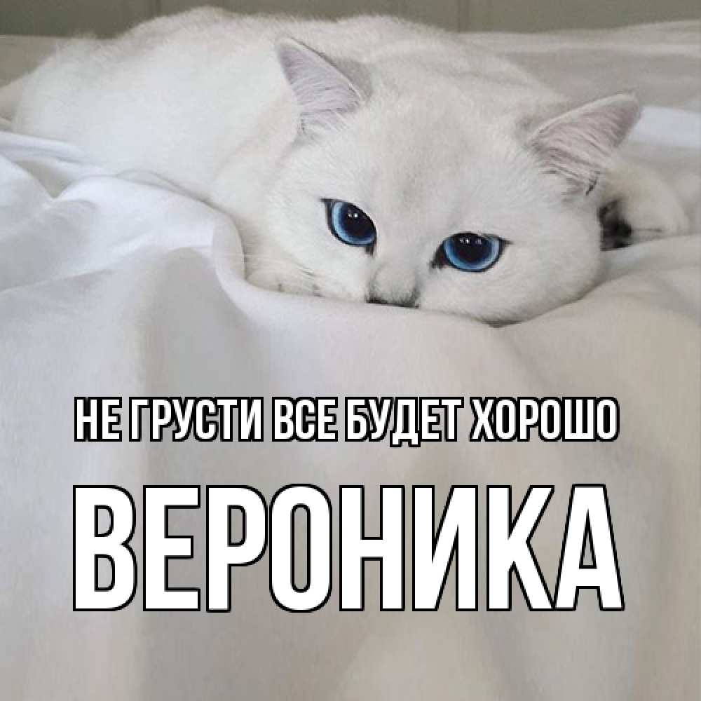 Открытка на каждый день с именем, Вероника Не грусти все будет хорошо белый кот с голубыми глазами на белоснежной кровати Прикольная открытка с пожеланием онлайн скачать бесплатно 