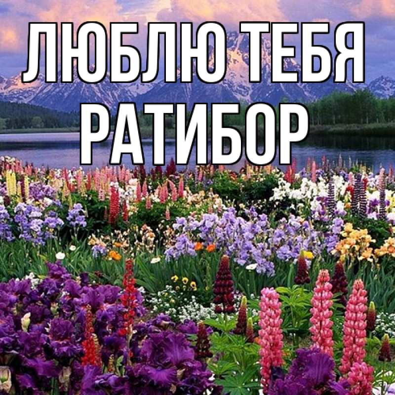 Картинка Люблю тебя, Ратибор