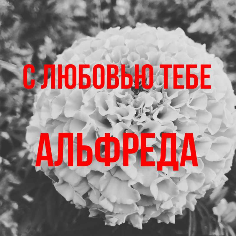 Картинка С любовью тебе, Альфреда