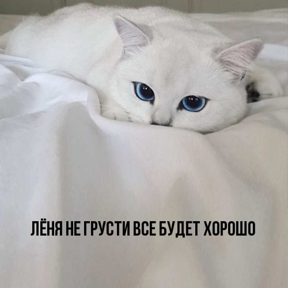 Открытка на каждый день с именем, Лёня Не грусти все будет хорошо Голубоглазая кошка Прикольная открытка с пожеланием онлайн скачать бесплатно 