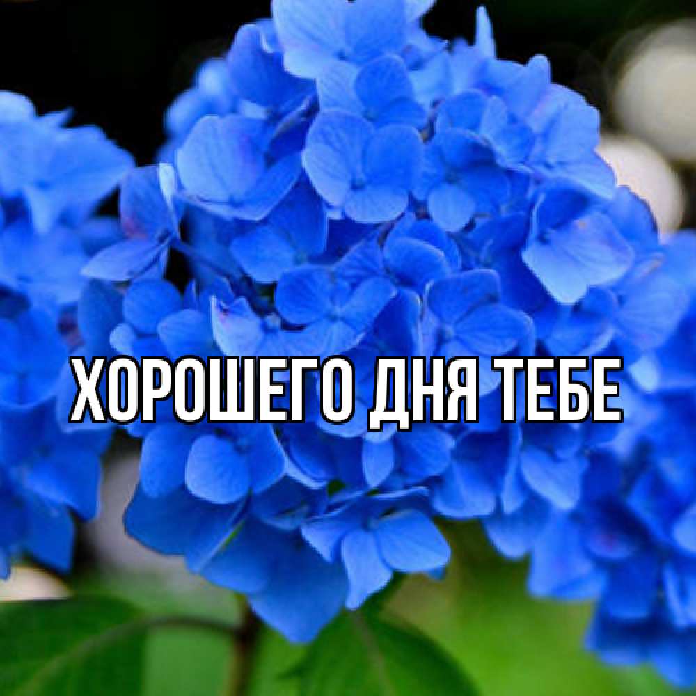 Открытка на каждый день с именем, Измаил Люблю тебя синие цветы Прикольная открытка с пожеланием онлайн скачать бесплатно 